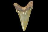 Serrated, Fossil Auriculatus Tooth - North Carolina #173780-1